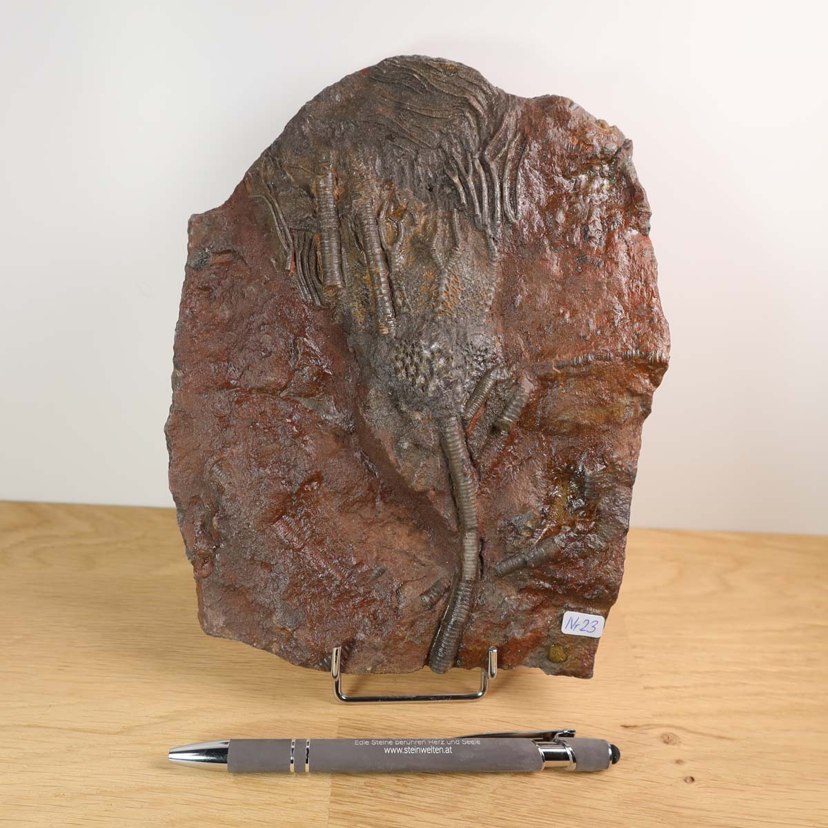 Versteinertes Fossil - Seelilien Scyphocrinites elegans, Unikat Nr. 23, 20x16 cm, 425 Millionen Jahre alt, aus Marokko