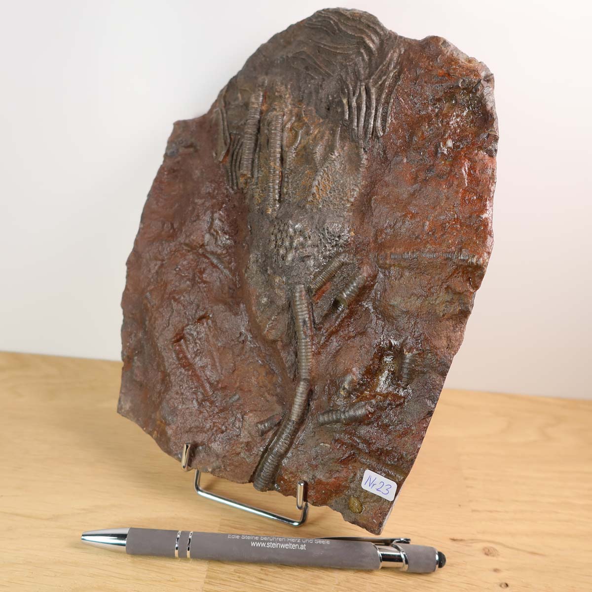 Versteinertes Fossil - Seelilien Scyphocrinites elegans, Unikat Nr. 23, 20x16 cm, 425 Millionen Jahre alt, aus Marokko