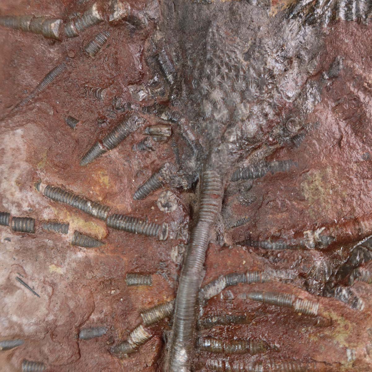 Fossilized crinoid (Scyphocrinites elegans) from Morocco, unique piece No. 25, 22x15 cm, 425 million years old.