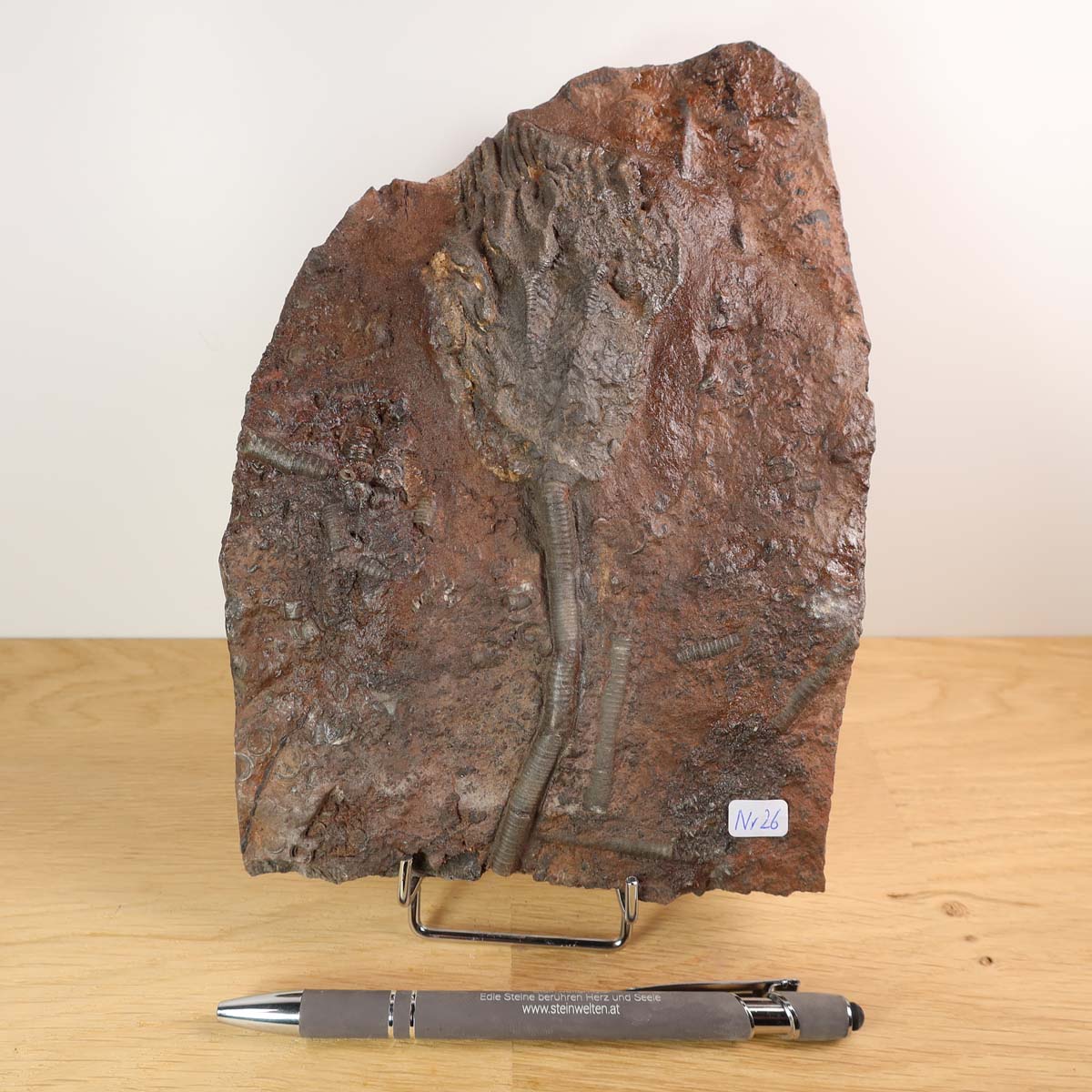 Versteinertes Fossil Seelilien (Scyphocrinites elegans) aufgestellte Ansicht mit Stift zum Größenvergleich, Unikat Nr. 26