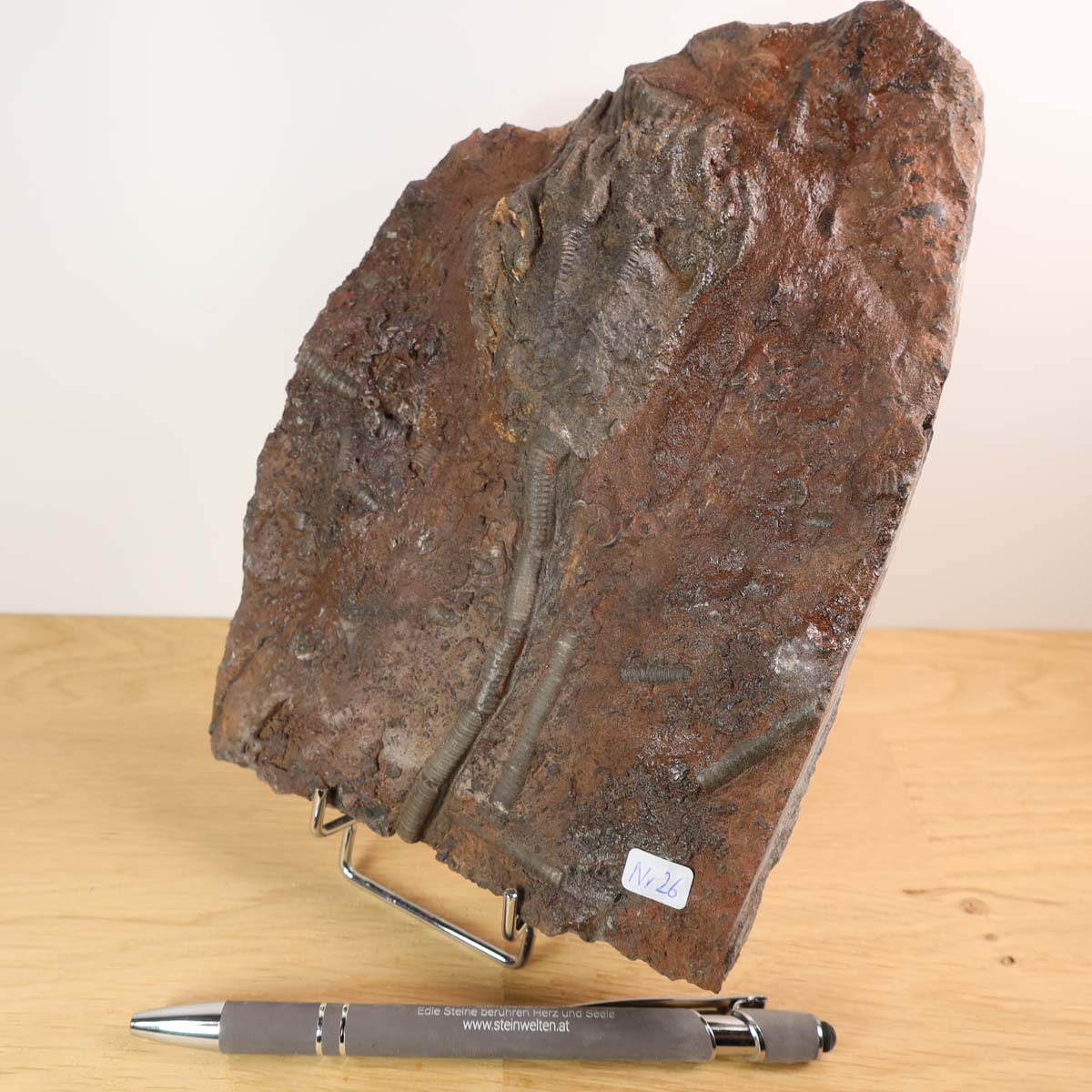 Versteinertes Fossil Seelilien (Scyphocrinites elegans) aufgestellte Ansicht mit Stift zum Größenvergleich, Unikat Nr. 26