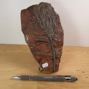 Fossilized Scyphocrinites elegans sea lily from Morocco, 17x10 cm, displayed on wood with a pen for scale, 425 million years old.
