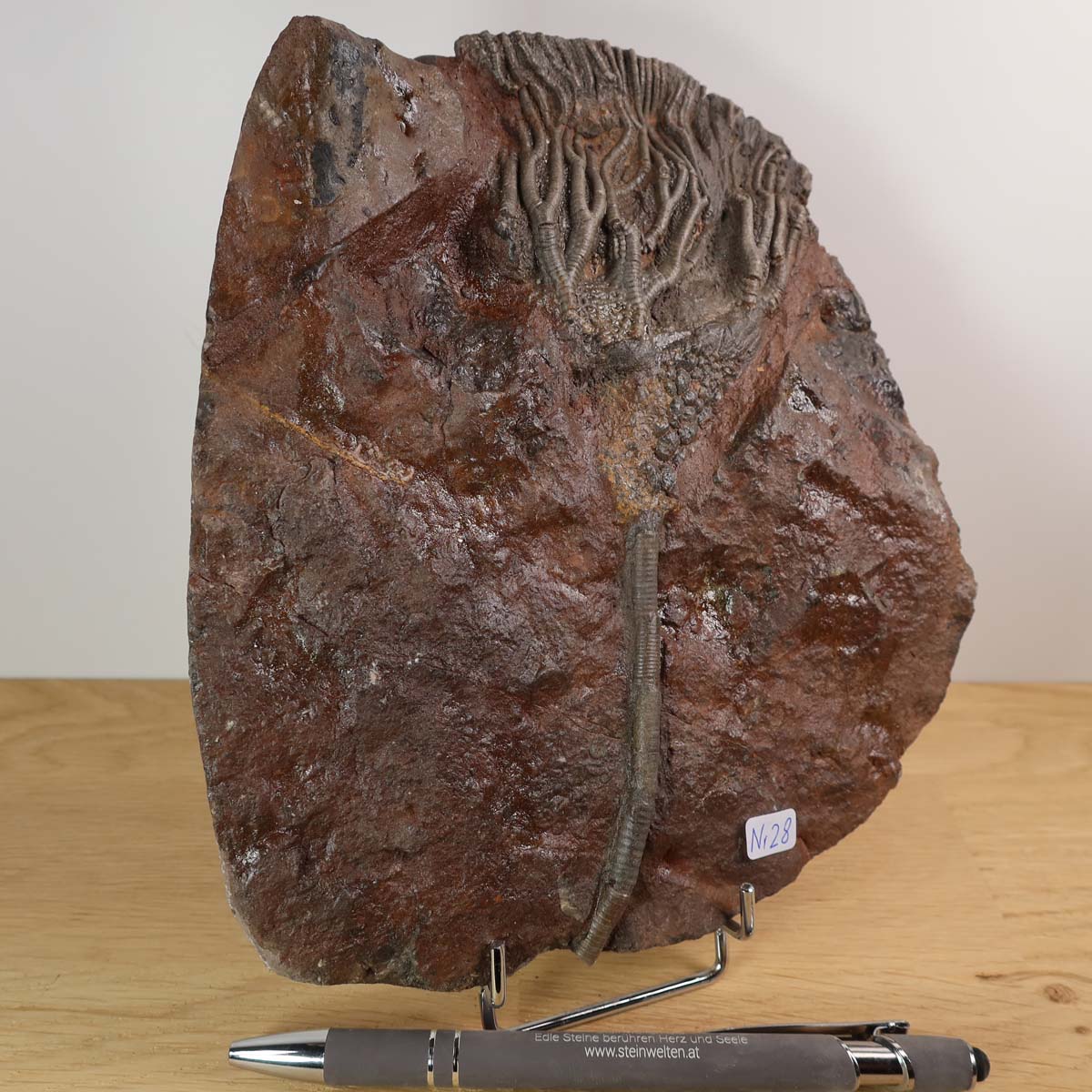 Versteinertes Fossil Scyphocrinites elegans aus Marokko, 19x16 cm, einzigartiges Naturkunstwerk, 425 Millionen Jahre alt.