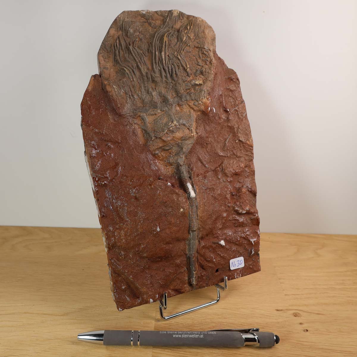 Versteinertes Fossil einer Seelilie (Scyphocrinites elegans) aus Marokko, Naturkunstwerk 22x13 cm, 425 Millionen Jahre alt, Unikat Nr. 30
