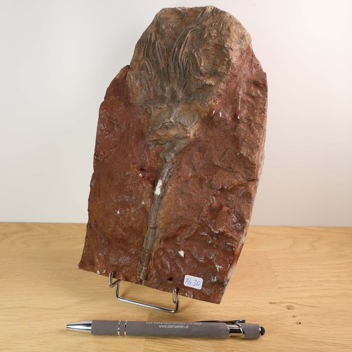 Versteinertes Fossil einer Seelilie (Scyphocrinites elegans) aus Marokko, Naturkunstwerk 22x13 cm, 425 Millionen Jahre alt, Unikat Nr. 30