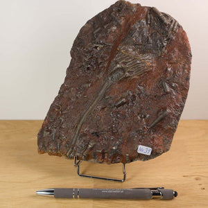 Fossilized sea lily (Scyphocrinites elegans) from Morocco, 18x14 cm, unique piece No. 31, on display with a pen for scale.