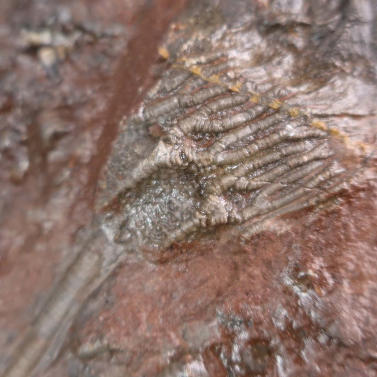Fossilized sea lily (Scyphocrinites elegans) from Morocco, 18x14 cm, unique piece No. 31, on display with a pen for scale.