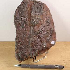 Versteinertes Scyphocrinites elegans Fossil auf Ständer, 18x14 cm, 425 Millionen Jahre alt, einzigartiges marokkanisches Exemplar.