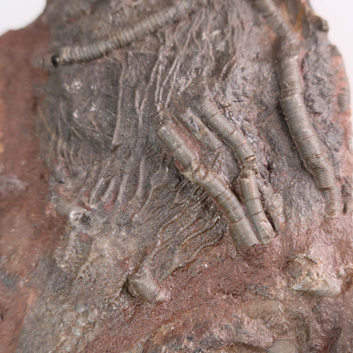 Fossil of Scyphocrinites elegans on stand, 19x13 cm, labeled Nr. 32, 425 million years old, unique piece from Morocco.