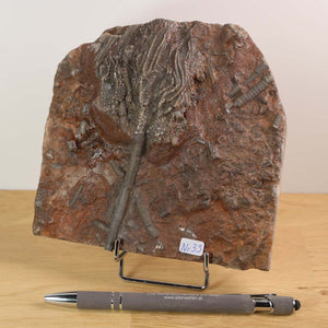 Versteinertes Fossil Seelilien Scyphocrinites elegans 14x14 cm, 425 Millionen Jahre alt, Unikat Nr. 33 aus Marokko - Seitenansicht