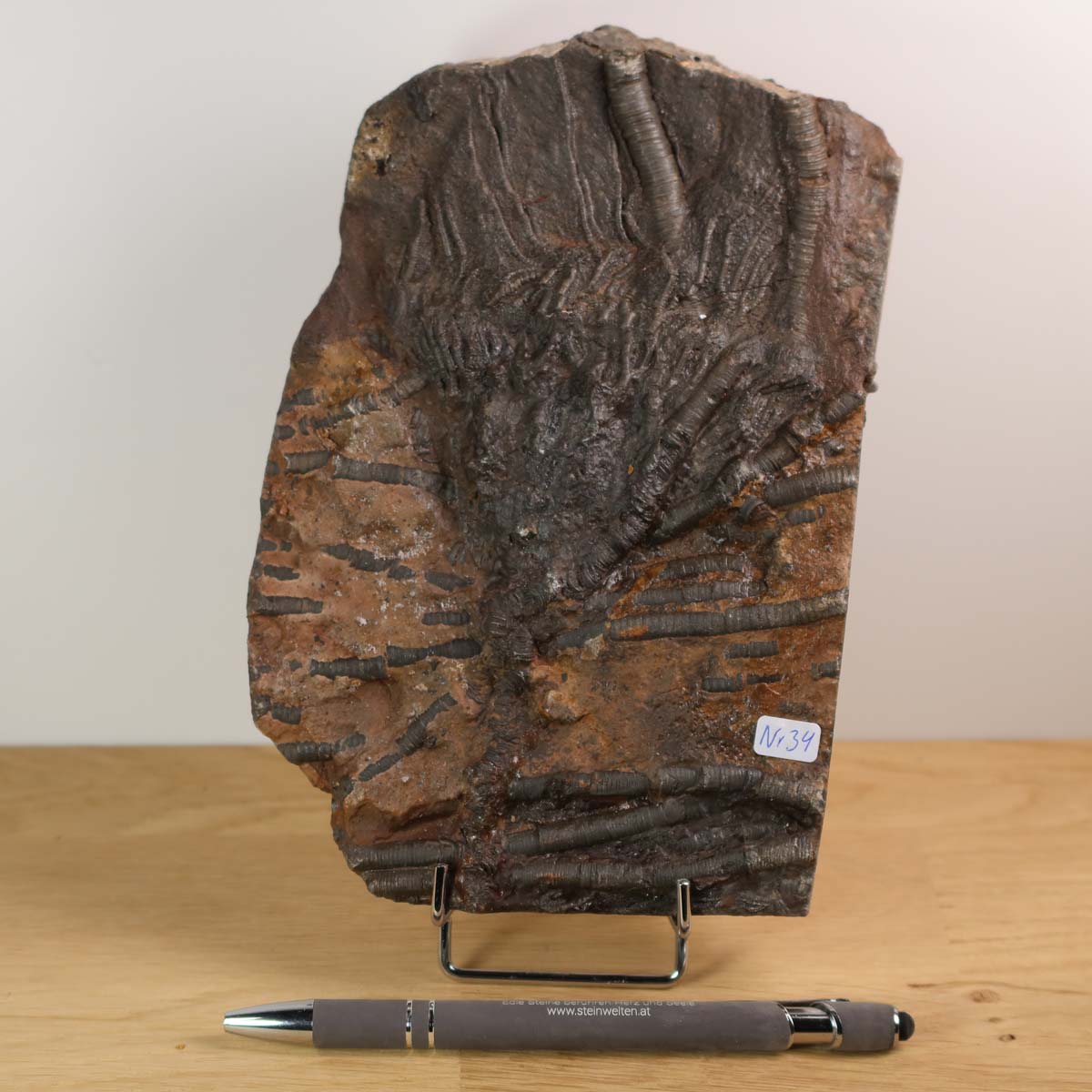 Versteinertes Scyphocrinites elegans Fossil, Seelilien, 19x13 cm, Unikat Nr. 34, auf Holz, 425 Millionen Jahre alt.