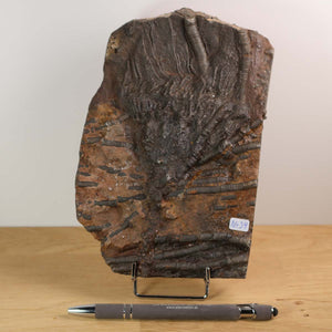 Versteinertes Scyphocrinites elegans Fossil, Seelilien, 19x13 cm, Unikat Nr. 34, auf Holz, 425 Millionen Jahre alt.