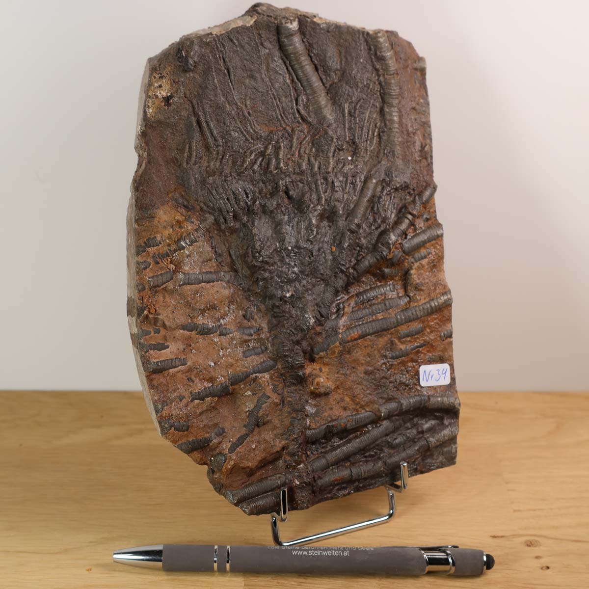 Versteinertes Scyphocrinites elegans Fossil, Seelilien, 19x13 cm, Unikat Nr. 34, auf Holz, 425 Millionen Jahre alt.