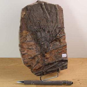 Fossilized Scyphocrinites elegans from Morocco, 19x13 cm, 425 million years old, displayed on stand with pen for scale.