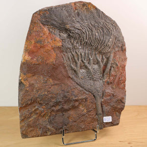 Versteinertes Scyphocrinites elegans Fossil, 19x17 cm, 425 Millionen Jahre altes Einzelexemplar aus Marokko, auf Ständer präsentiert.