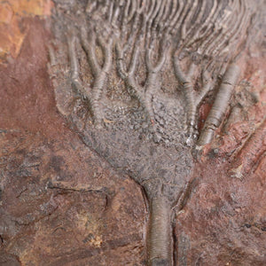 Close-up of a fossilized sea lily (Scyphocrinites elegans) fossil showing intricate details on a brown rock surface.