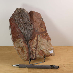 Versteinertes Fossil Seelilien Scyphocrinites elegans Unikat Nr. 36 - 425 Millionen Jahre - Größe 17x12 cm auf Holzdisplay