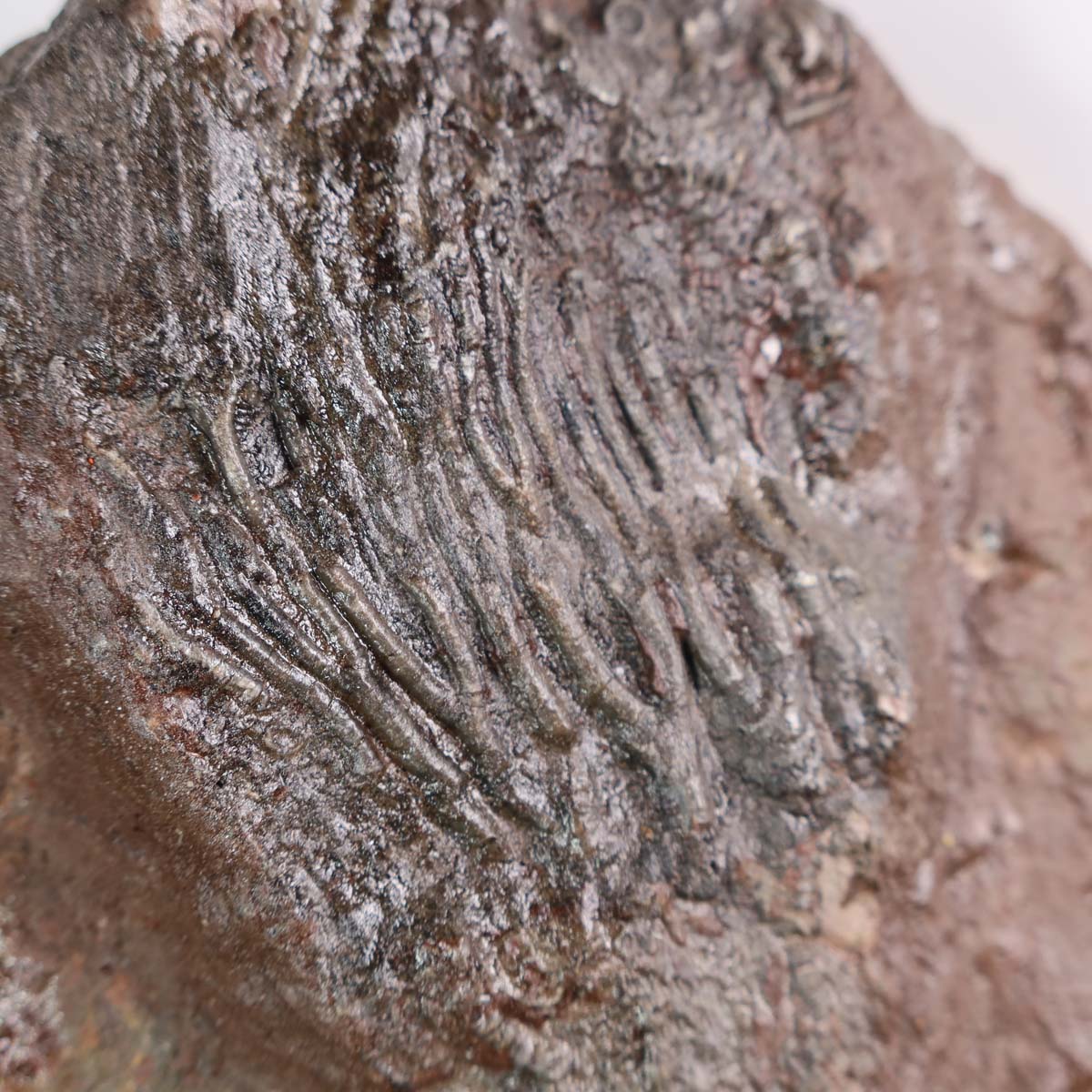 Versteinertes Fossil - Seelilien (Scyphocrinites elegans) aus Marokko, 21x11 cm, 425 Millionen Jahre alt, Unikat Nr. 37