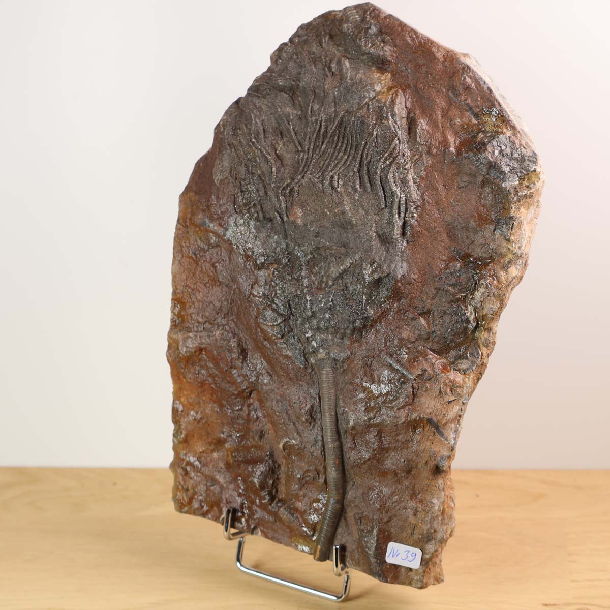 Fossil of Scyphocrinites elegans sea lily, 425 million years old, unique piece from Morocco, displayed on stand.