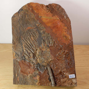 Fossil Scyphocrinites elegans Seelilien 21x15 cm, 425 Million Years Old from Morocco, Unique Artifact No. 3