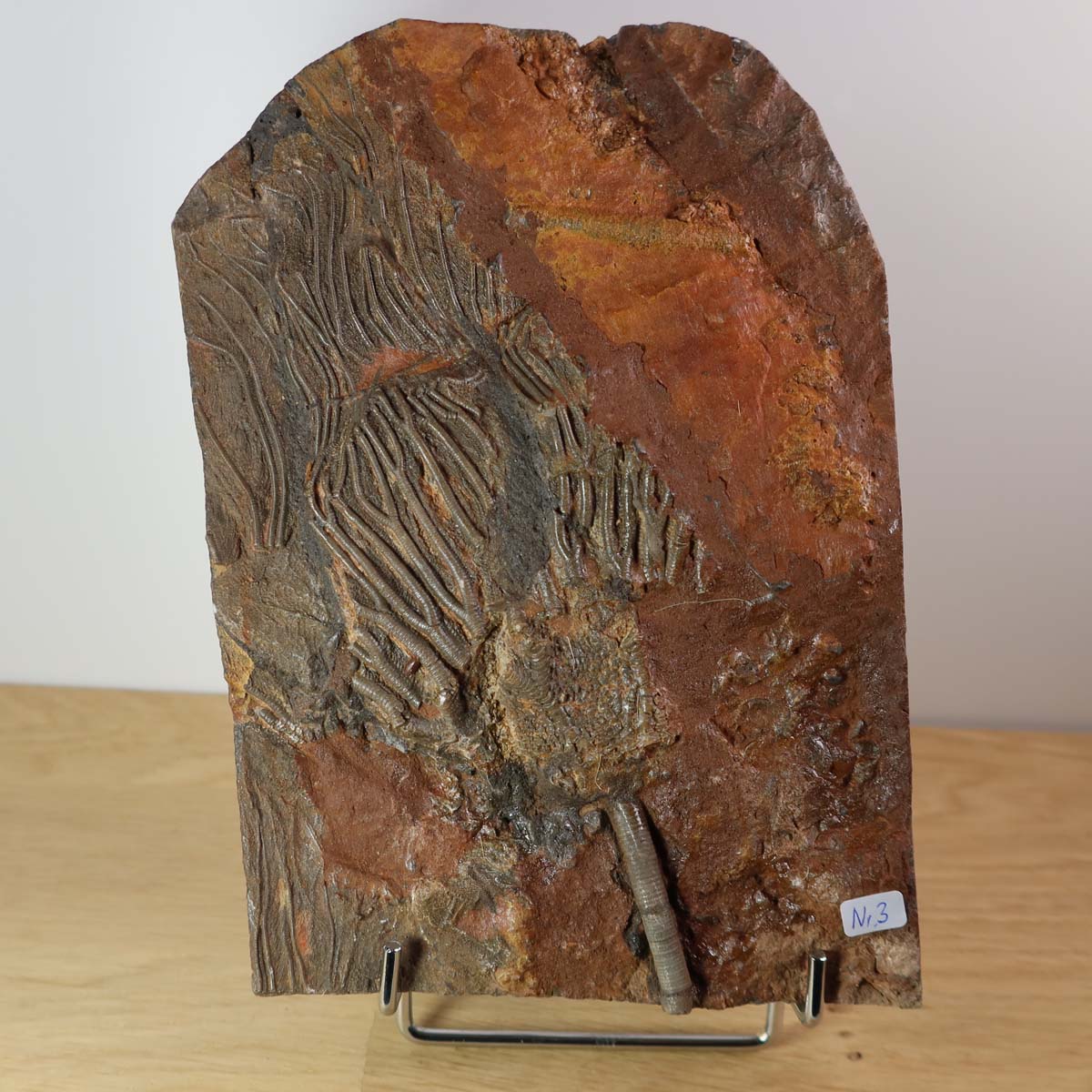 Versteinertes Fossil Seelilien Scyphocrinites elegans aus Marokko auf Ständer, Unikat Nr. 3, 425 Millionen Jahre alt