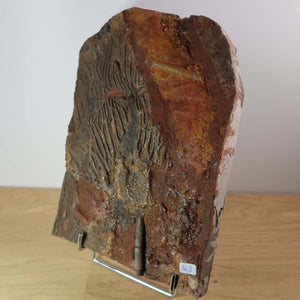 Versteinertes Fossil von Seelilien (Scyphocrinites elegans) aus Marokko, Unikat Nr. 3, 21x15 cm, 425 Millionen Jahre alt.