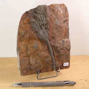 Versteinertes Fossil Seelilien Scyphocrinites elegans auf Holzständer, 16x13 cm, im Vergleich zu einem Stift.