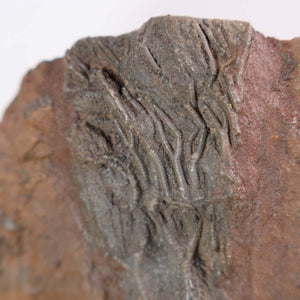 Close-up of a fossilized Scyphocrinites elegans crinoid, showcasing detailed sea lily structures on a 16x13 cm rock surface.