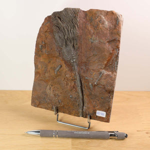 Fossilized crinoid (Scyphocrinites elegans) from Morocco, 425 million years old, displayed on a stand next to a pen for scale.