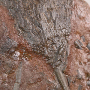 Close-up view of fossilized crinoid (Scyphocrinites elegans) from Morocco, showcasing intricate details and unique texture, 17x14 cm.