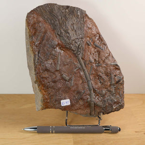 Fossil of Scyphocrinites elegans on display with a pen for scale, showcasing intricate details of ancient sea lily, Unikat Nr. 41.