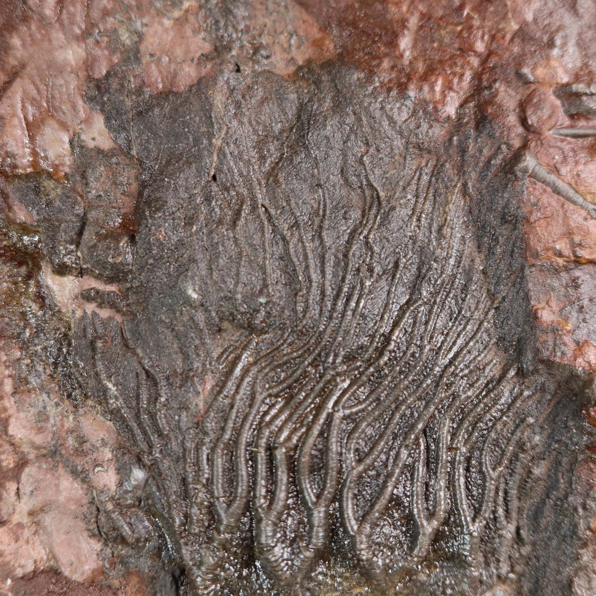 Versteinertes Fossil der Seelilie (Scyphocrinites elegans) Unikat Nr. 42 aus Marokko, 425 Millionen Jahre alt, auf Ausstellungsständer.