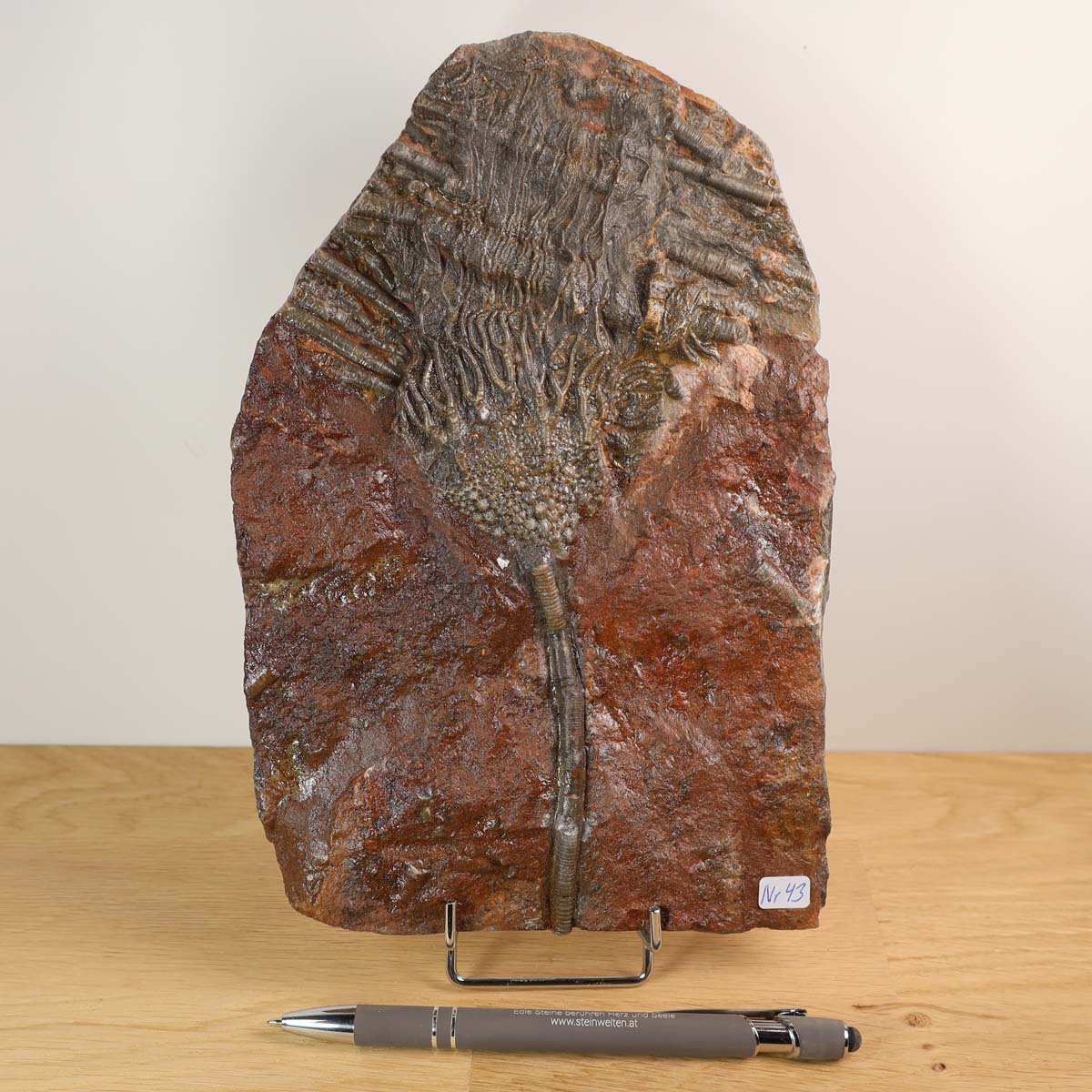 Fossil of Scyphocrinites elegans, 22x14 cm, showcasing intricate details of ancient sea lilies, Unikat Nr. 43, 425 million years old.