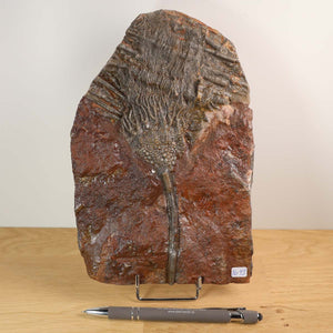 Fossil of Scyphocrinites elegans, 22x14 cm, showcasing intricate details of ancient sea lilies, Unikat Nr. 43, 425 million years old.