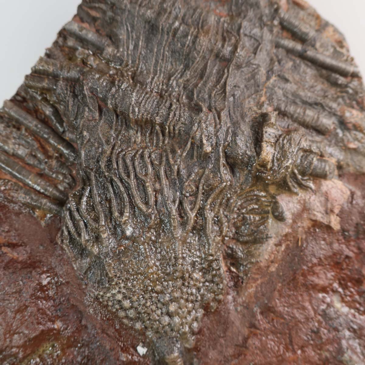 Fossil of Scyphocrinites elegans, 22x14 cm, showcasing intricate details of ancient sea lilies, Unikat Nr. 43, 425 million years old.
