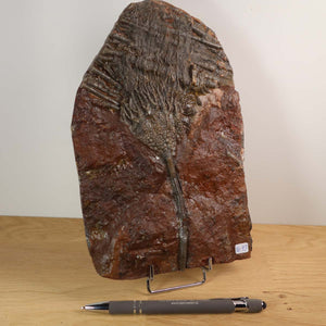 Versteinertes Fossil Seelilien Scyphocrinites elegans, Unikat Nr. 43. Fossiles Kunstwerk aus Marokko, 425 Millionen Jahre alt.