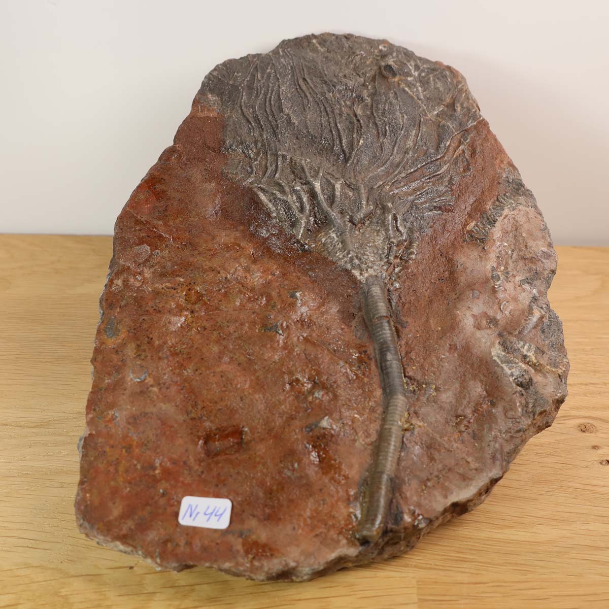 Ancient Scyphocrinites elegans fossil, unique piece no. 44 from Morocco, showcases 425-million-year-old sea lily remnants on display.