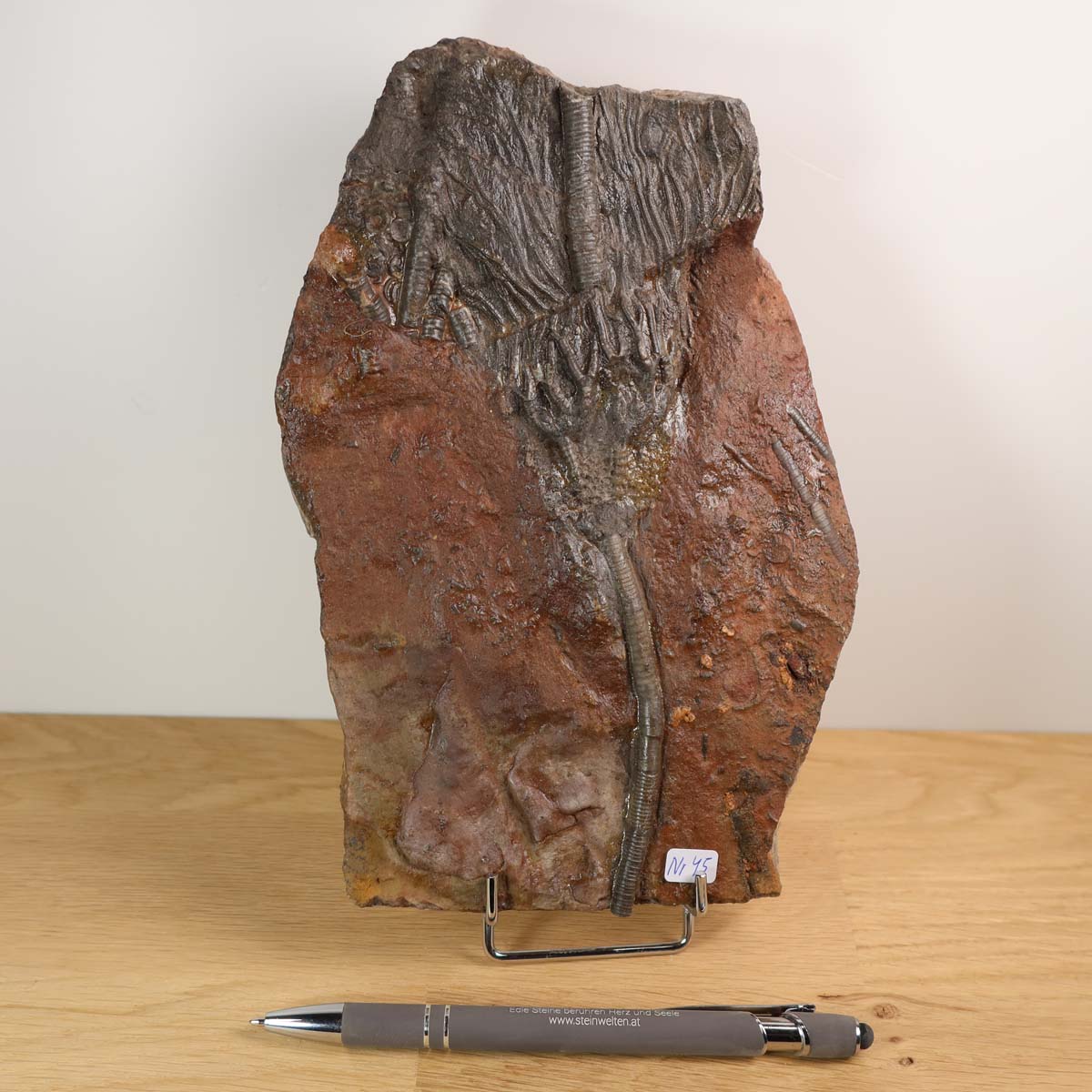 Fossil of Scyphocrinites elegans, 425 million years old, displayed on a wooden table with a pen for scale.