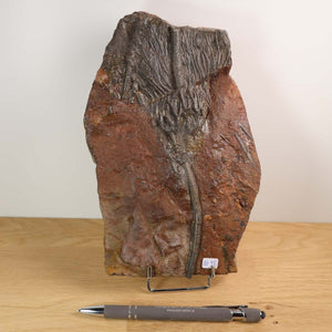 Fossil of Scyphocrinites elegans, 425 million years old, displayed on a wooden table with a pen for scale.