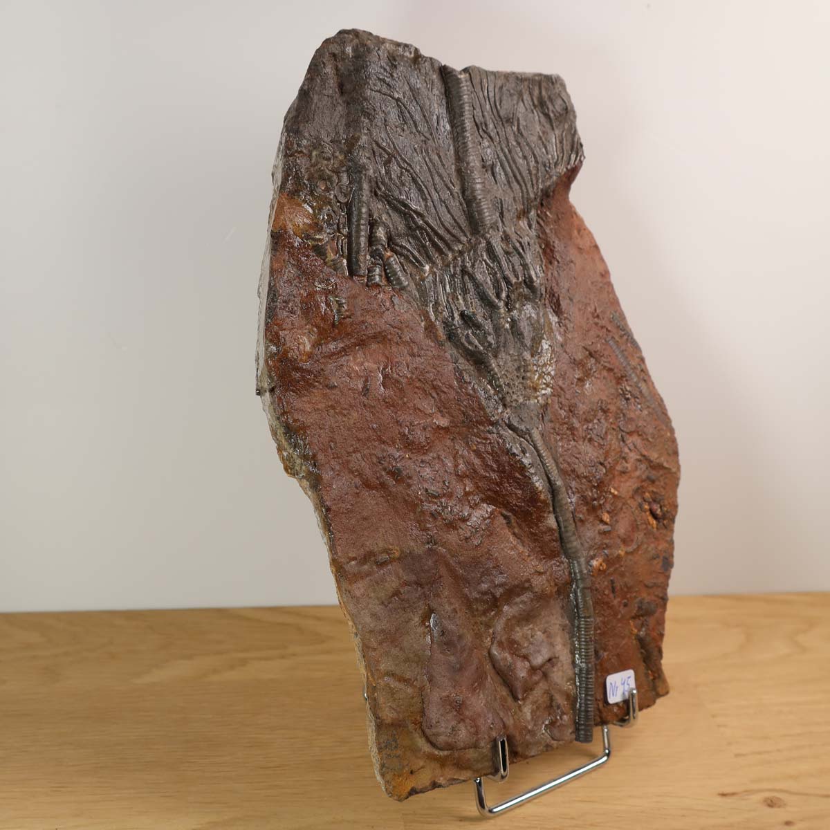 Fossil of Scyphocrinites elegans, 425 million years old, displayed on a wooden table with a pen for scale.