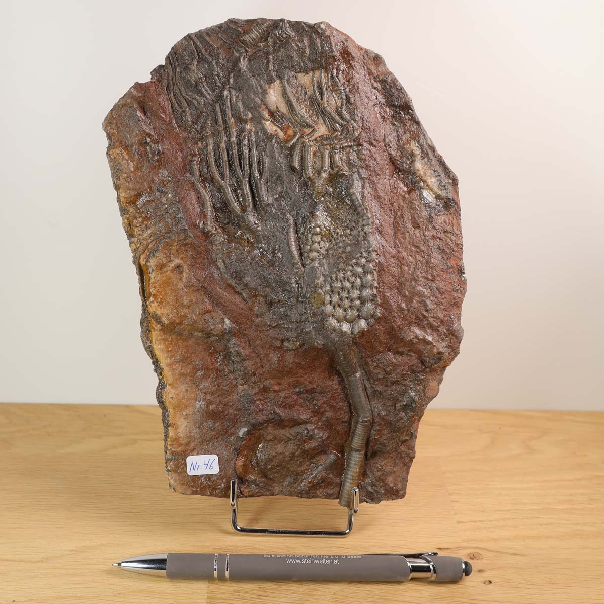 Fossilized Crinoid - Scyphocrinites elegans on display stand, 20x14 cm unique piece, 425 million years old, Unikat Nr. 46.
