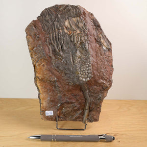 Fossilized Crinoid - Scyphocrinites elegans on display stand, 20x14 cm unique piece, 425 million years old, Unikat Nr. 46.