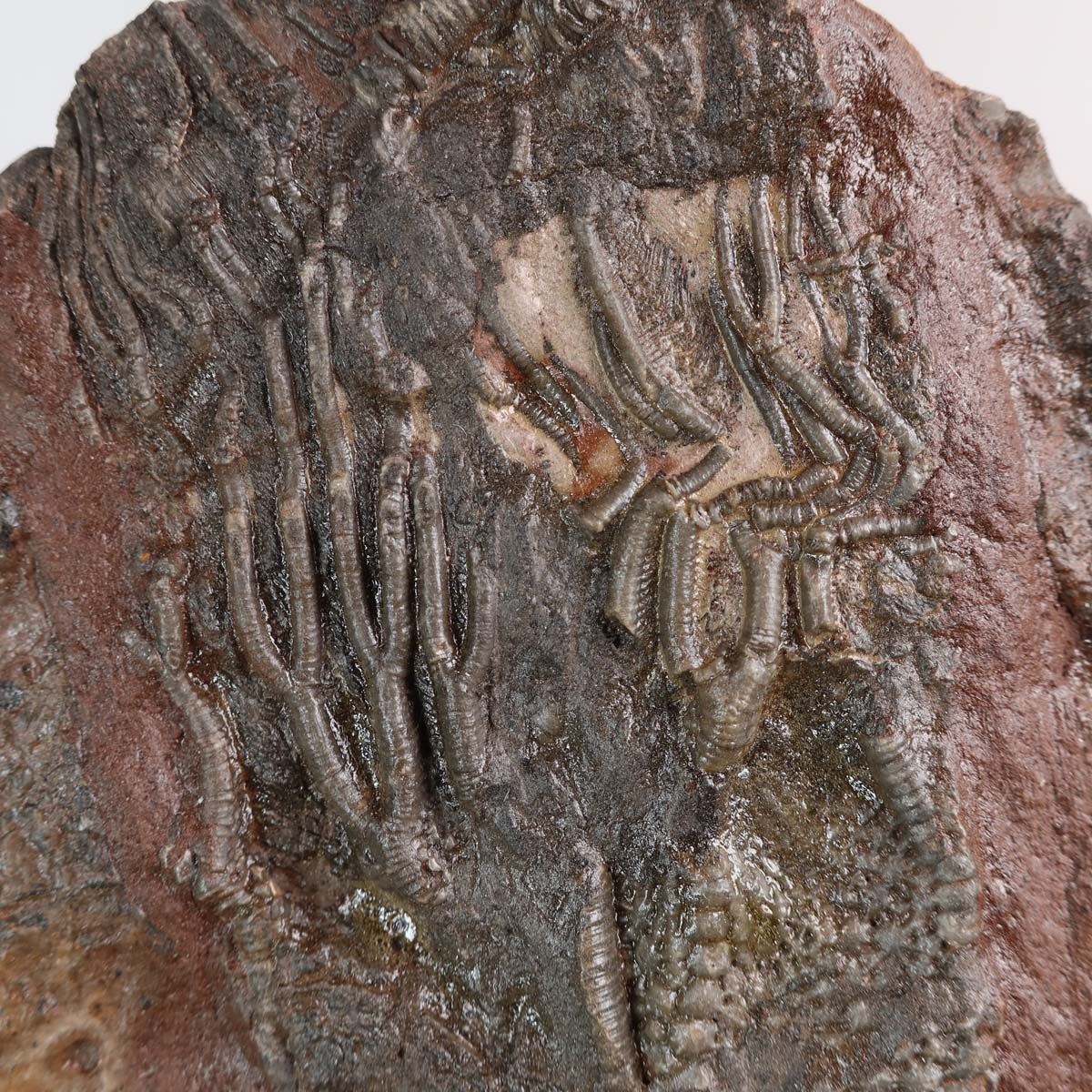 Fossilized Crinoid - Scyphocrinites elegans on display stand, 20x14 cm unique piece, 425 million years old, Unikat Nr. 46.