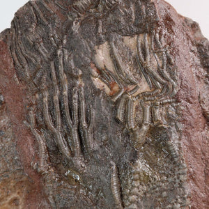 Close-up of 425-million-year-old Scyphocrinites elegans fossil from Morocco showcasing intricate crinoid details and natural texture.