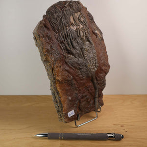 Versteinertes Fossil Seelilien Scyphocrinites elegans auf Ständer, Unikat Nr. 46, Marokko, mit Stift zum Größenvergleich