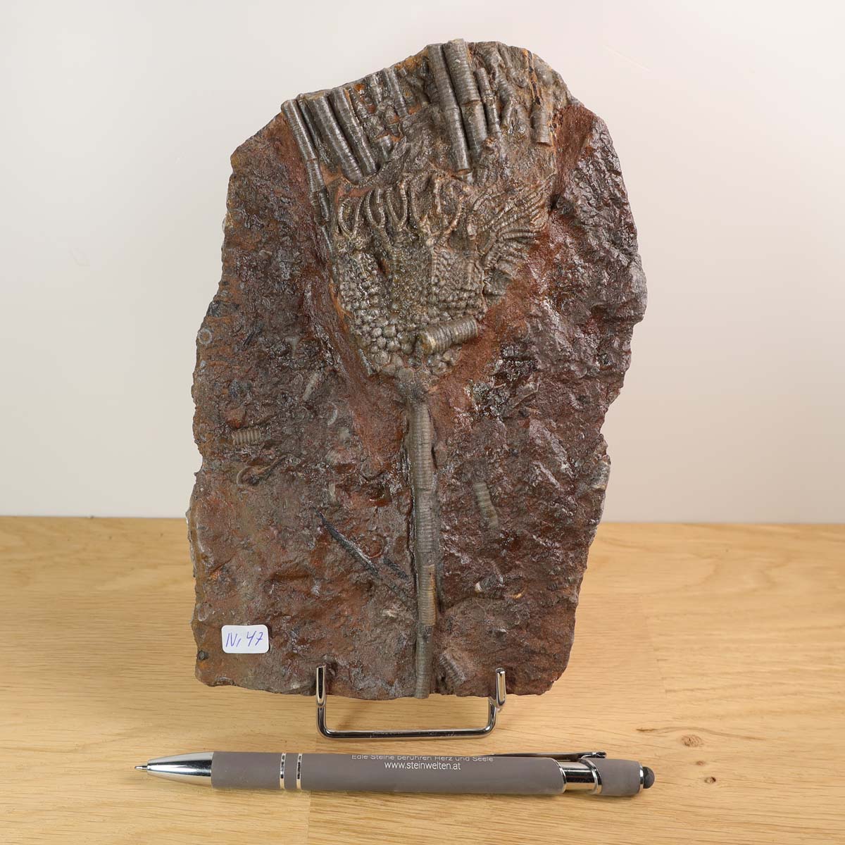 Versteinertes Seelilien-Fossil (Scyphocrinites elegans) aus Marokko, 19x12 cm, 425 Millionen Jahre alt - Unikat Nr. 47