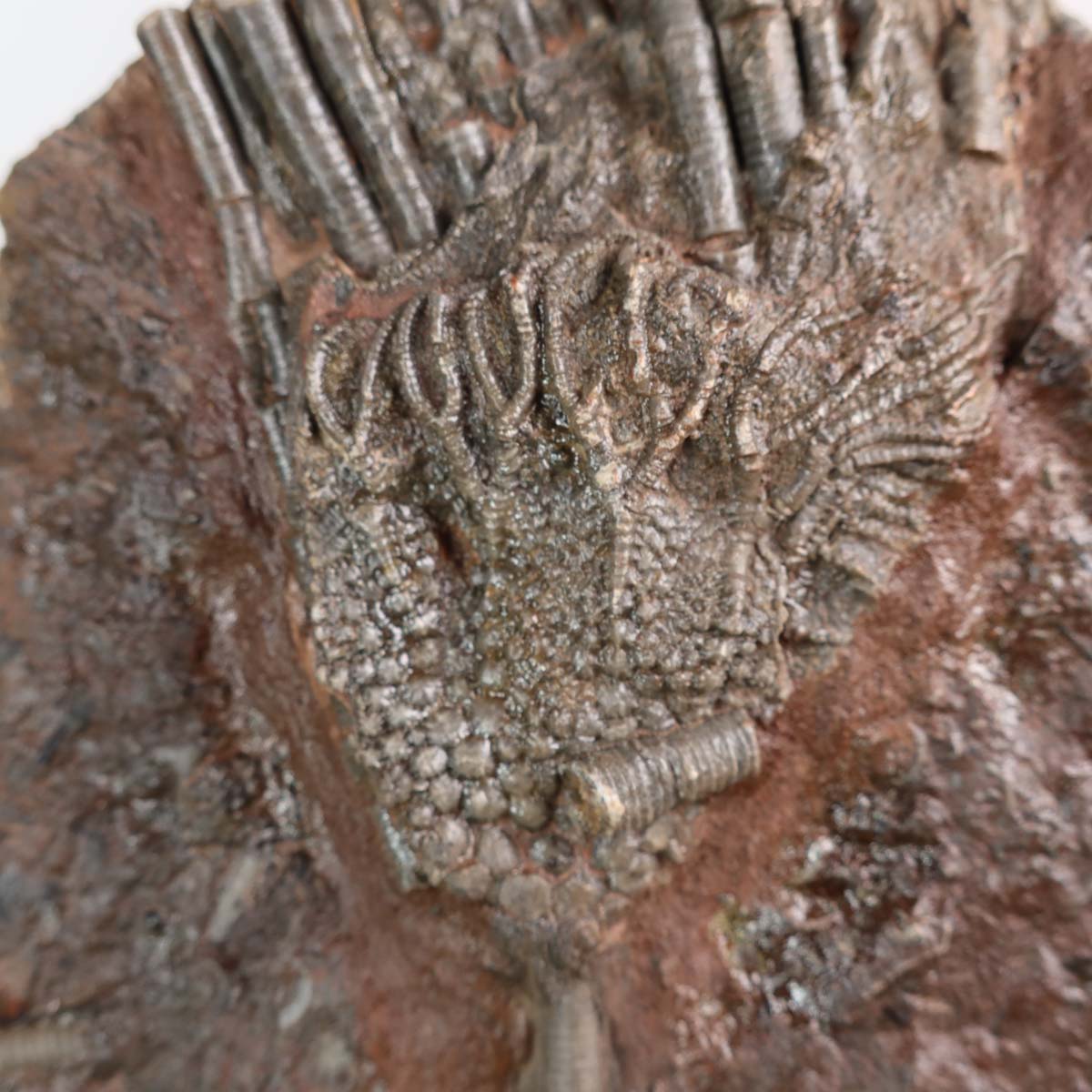 Versteinertes Seelilien-Fossil (Scyphocrinites elegans) aus Marokko, 19x12 cm, 425 Millionen Jahre alt - Unikat Nr. 47