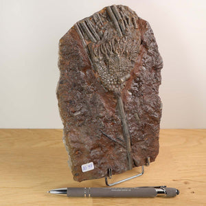 Ancient Seelilie Fossil on Display Stand, Scyphocrinites elegans, 425 Million Years Old, Unique Art Piece from Morocco.