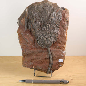 Fossil of Scyphocrinites elegans, 21x15 cm, from Morocco, over 400 million years old, displayed with a pen for scale, unique piece.