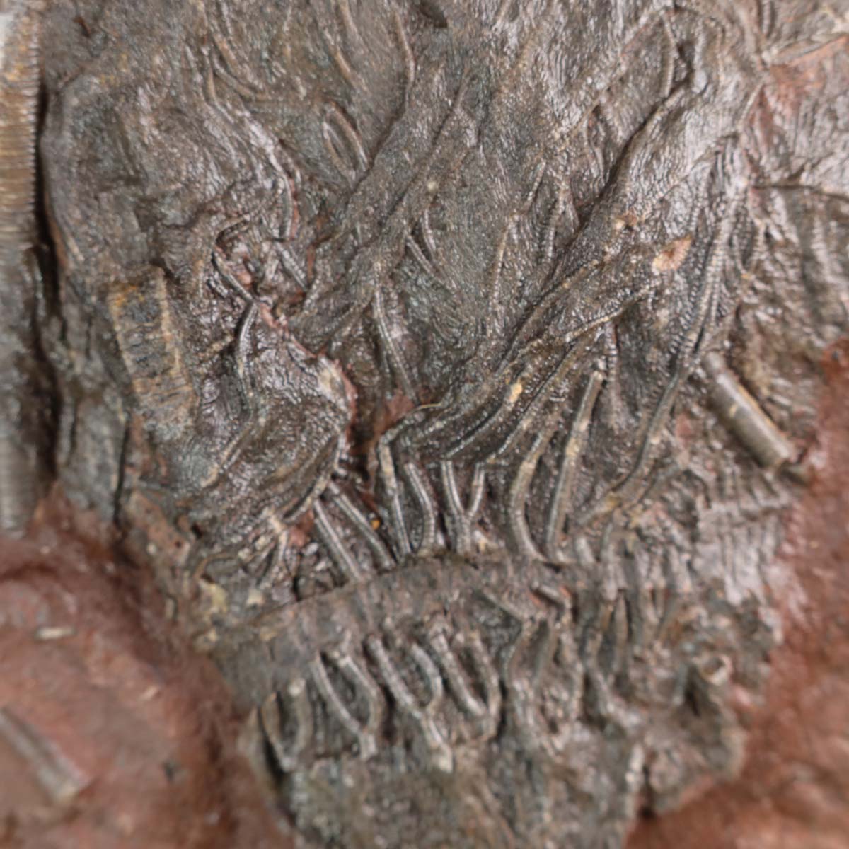 Fossil of Scyphocrinites elegans, 21x15 cm, from Morocco, over 400 million years old, displayed with a pen for scale, unique piece.